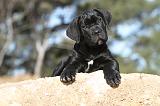 CANE CORSO 412
